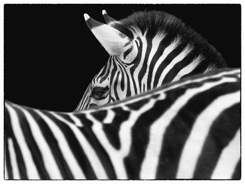 Zebra III White Modern Wood Framed Art Print with Double Matting by Van Swearingen, Debra