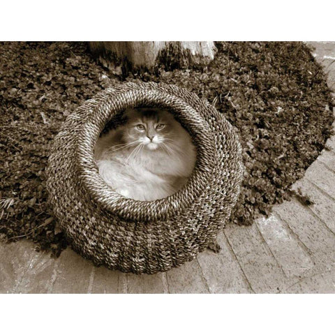 Cat in a Basket Black Modern Wood Framed Art Print by Dratfield, Jim