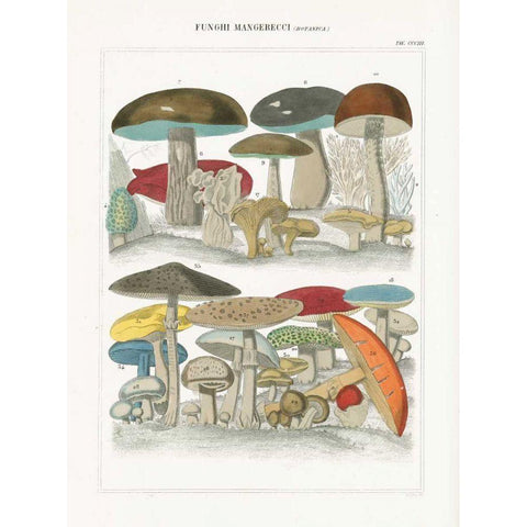 Funghi Italiani I White Modern Wood Framed Art Print by Wild Apple Portfolio