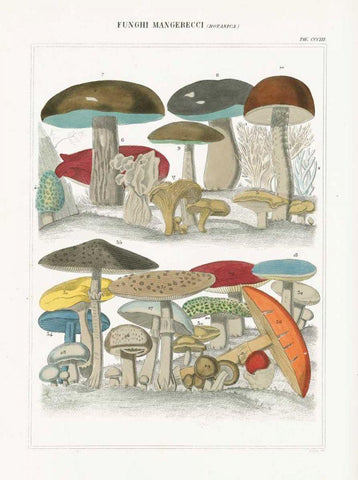 Funghi Italiani I White Modern Wood Framed Art Print with Double Matting by Wild Apple Portfolio