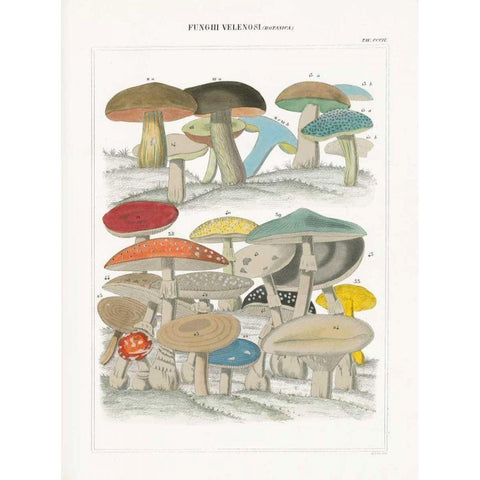 Funghi Italiani II Black Modern Wood Framed Art Print by Wild Apple Portfolio