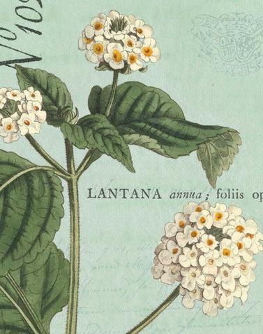 Botanique Bleu I Black Ornate Wood Framed Art Print with Double Matting by Wild Apple Portfolio