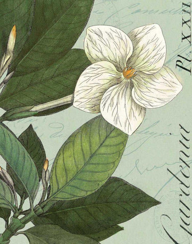 Botanique Bleu III White Modern Wood Framed Art Print with Double Matting by Wild Apple Portfolio