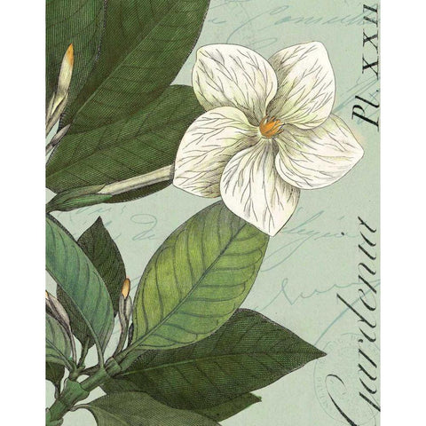 Botanique Bleu III White Modern Wood Framed Art Print by Wild Apple Portfolio