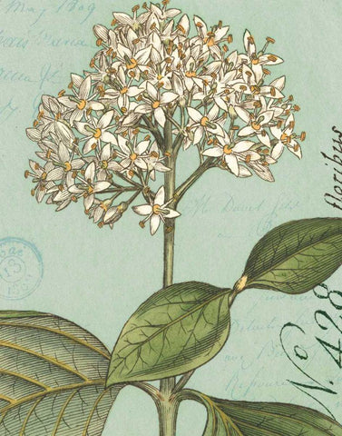 Botanique Bleu IV White Modern Wood Framed Art Print with Double Matting by Wild Apple Portfolio