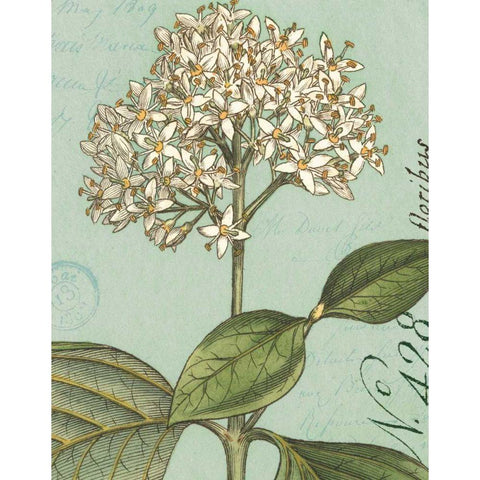 Botanique Bleu IV White Modern Wood Framed Art Print by Wild Apple Portfolio