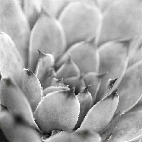 Garden Succulent I Black Modern Wood Framed Art Print with Double Matting by Marshall, Laura