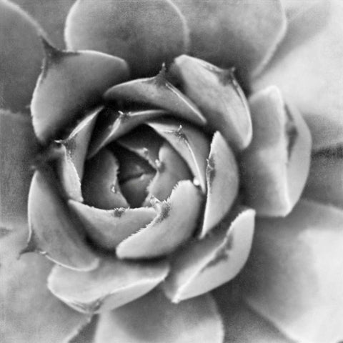 Garden Succulent II Black Modern Wood Framed Art Print by Marshall, Laura