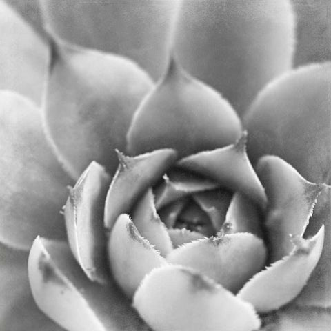 Garden Succulent III White Modern Wood Framed Art Print by Marshall, Laura