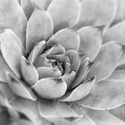 Garden Succulent IV Black Modern Wood Framed Art Print by Marshall, Laura