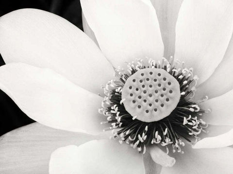Lotus Flower IV Black Ornate Wood Framed Art Print with Double Matting by Van Swearingen, Debra