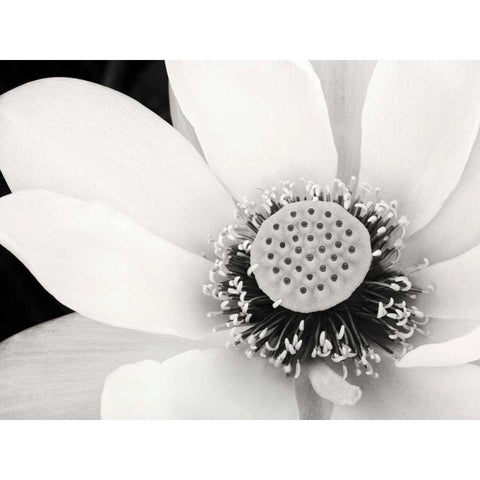 Lotus Flower IV Black Modern Wood Framed Art Print by Van Swearingen, Debra