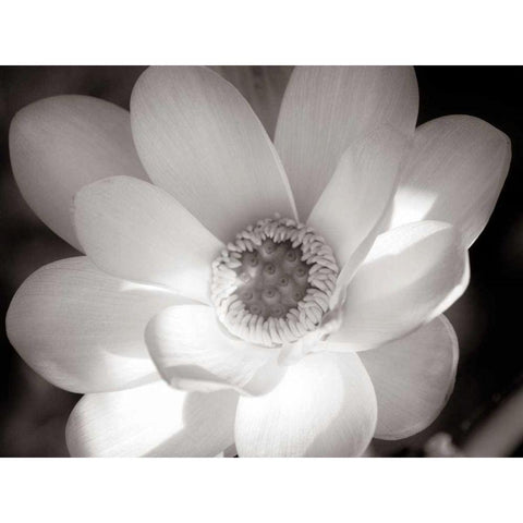 Lotus Flower V Black Modern Wood Framed Art Print with Double Matting by Van Swearingen, Debra