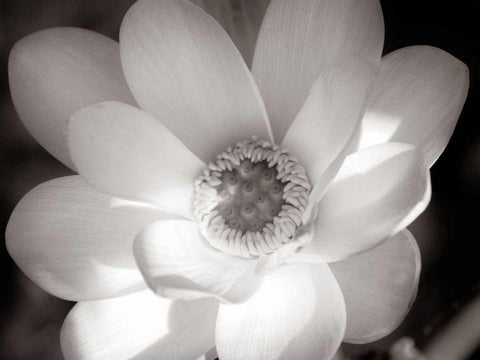 Lotus Flower V Black Ornate Wood Framed Art Print with Double Matting by Van Swearingen, Debra