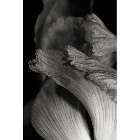 Iris Abstract I Black Modern Wood Framed Art Print with Double Matting by Marshall, Laura