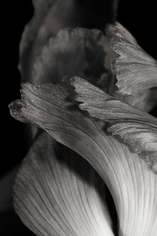 Iris Abstract I Black Ornate Wood Framed Art Print with Double Matting by Marshall, Laura