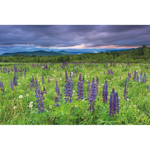 Lupine Sunrise White Modern Wood Framed Art Print by Gendreau, Katherine