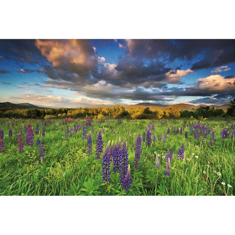 Lupine Sunset White Modern Wood Framed Art Print by Gendreau, Katherine
