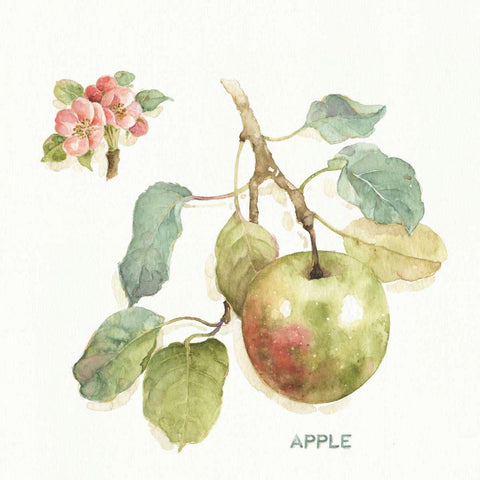 Orchard Bloom I White Modern Wood Framed Art Print by Audit, Lisa