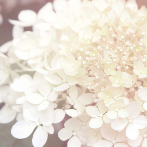 Hydrangea Dream II White Modern Wood Framed Art Print with Double Matting by Marshall, Laura