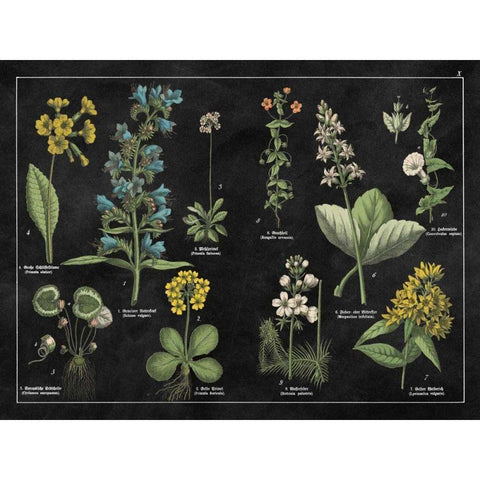 Botanical Floral Chart I Black and White Black Modern Wood Framed Art Print by Wild Apple Portfolio