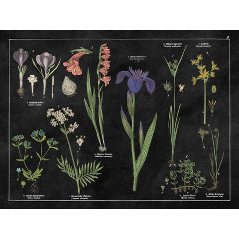 Botanical Floral Chart II Black and White Black Modern Wood Framed Art Print with Double Matting by Wild Apple Portfolio