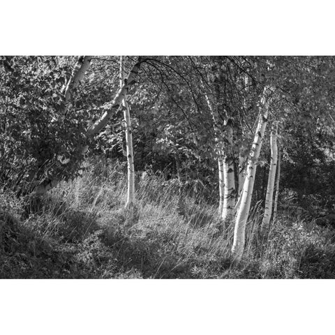 Sunlit Birches II Black Modern Wood Framed Art Print with Double Matting by Schlabach, Sue