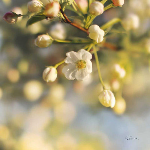 Blush Blossoms II Gold Ornate Wood Framed Art Print with Double Matting by Schlabach, Sue