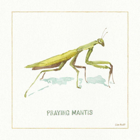 My Greenhouse Pray Mantis Black Ornate Wood Framed Art Print with Double Matting by Audit, Lisa