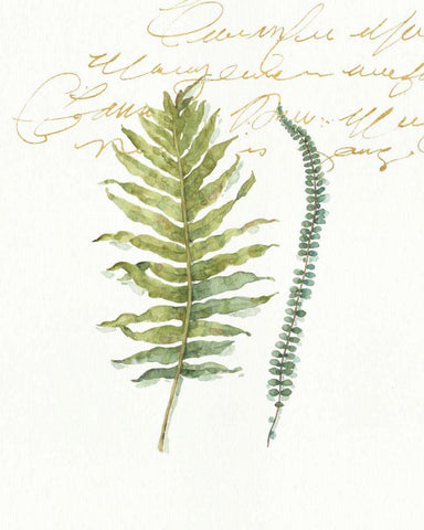 My Greenhouse Fern I Black Ornate Wood Framed Art Print with Double Matting by Audit, Lisa