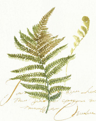 My Greenhouse Fern II White Modern Wood Framed Art Print with Double Matting by Audit, Lisa