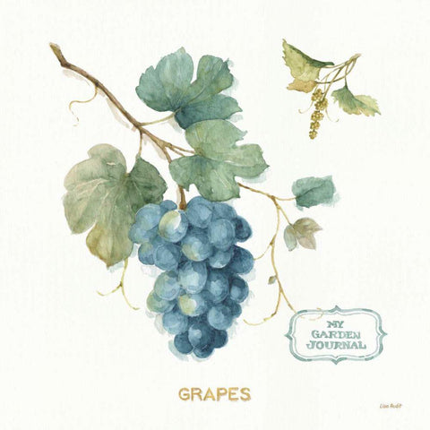 My Greenhouse Fruit III White Modern Wood Framed Art Print by Audit, Lisa