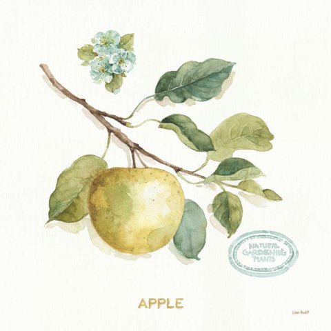 My Greenhouse Fruit IV White Modern Wood Framed Art Print with Double Matting by Audit, Lisa