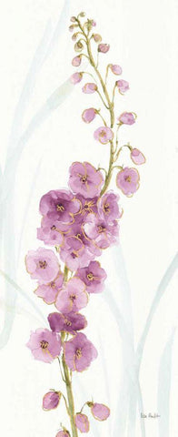 Rainbow Seeds Flowers VII Black Ornate Wood Framed Art Print with Double Matting by Audit, Lisa