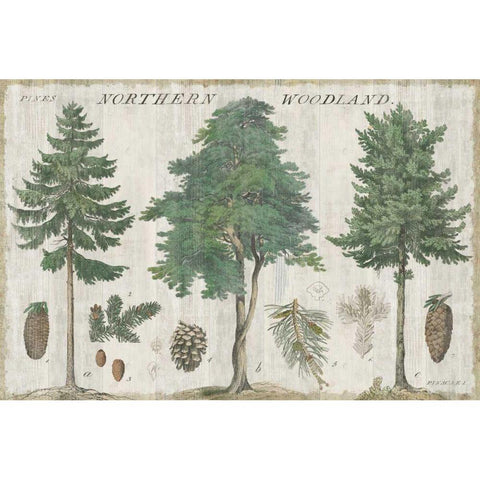 Woodland Chart I Black Modern Wood Framed Art Print with Double Matting by Schlabach, Sue