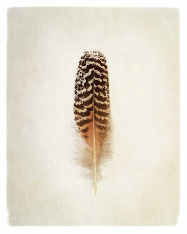 Feather I Black Ornate Wood Framed Art Print with Double Matting by Van Swearingen, Debra