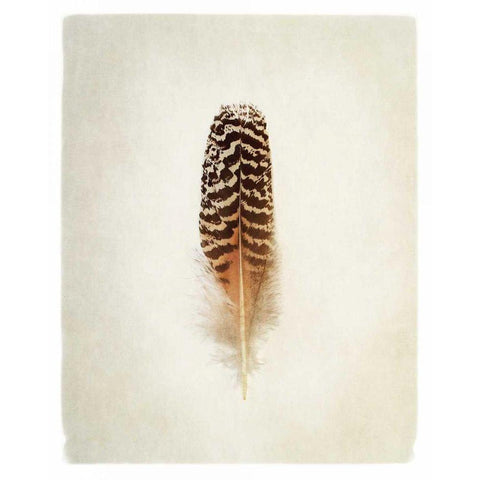 Feather I Black Modern Wood Framed Art Print by Van Swearingen, Debra