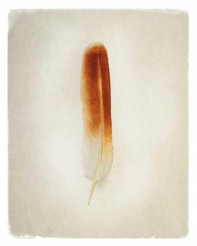 Feather II White Modern Wood Framed Art Print with Double Matting by Van Swearingen, Debra