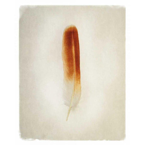 Feather II Black Modern Wood Framed Art Print by Van Swearingen, Debra