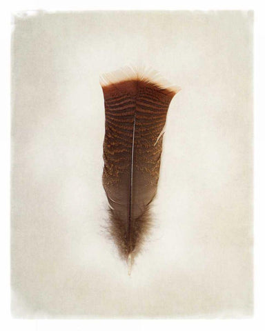 Feather III White Modern Wood Framed Art Print with Double Matting by Van Swearingen, Debra