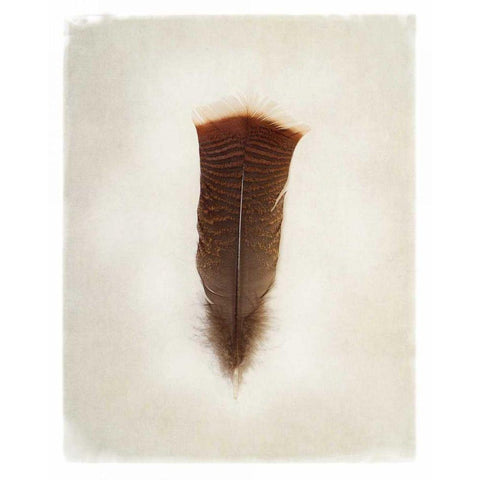 Feather III Black Modern Wood Framed Art Print by Van Swearingen, Debra