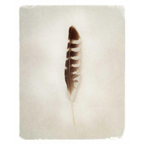 Feather IV Gold Ornate Wood Framed Art Print with Double Matting by Van Swearingen, Debra