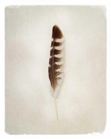Feather IV Black Ornate Wood Framed Art Print with Double Matting by Van Swearingen, Debra