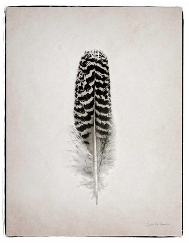 Feather I BW  Black Ornate Wood Framed Art Print with Double Matting by Van Swearingen, Debra