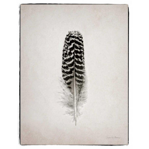 Feather I BW  Black Modern Wood Framed Art Print with Double Matting by Van Swearingen, Debra