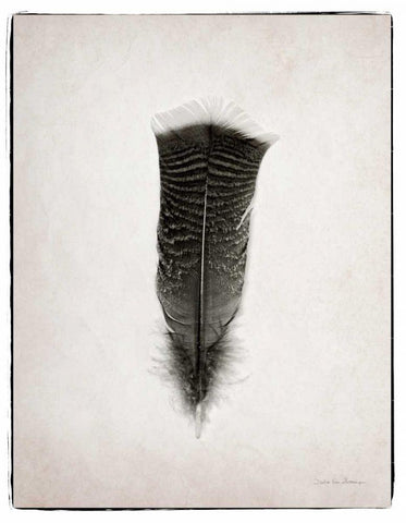 Feather III BW  White Modern Wood Framed Art Print with Double Matting by Van Swearingen, Debra