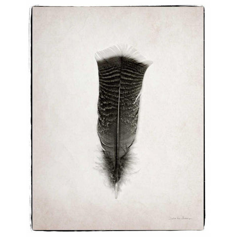 Feather III BW  Gold Ornate Wood Framed Art Print with Double Matting by Van Swearingen, Debra