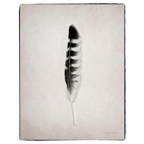 Feather IV BW  Black Modern Wood Framed Art Print with Double Matting by Van Swearingen, Debra