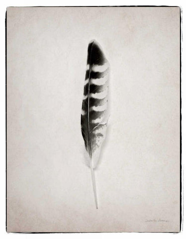 Feather IV BW  Black Ornate Wood Framed Art Print with Double Matting by Van Swearingen, Debra