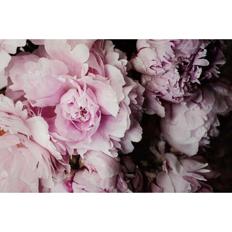 Peonies Galore I White Modern Wood Framed Art Print by Urquhart, Elizabeth